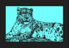Snow Leopard